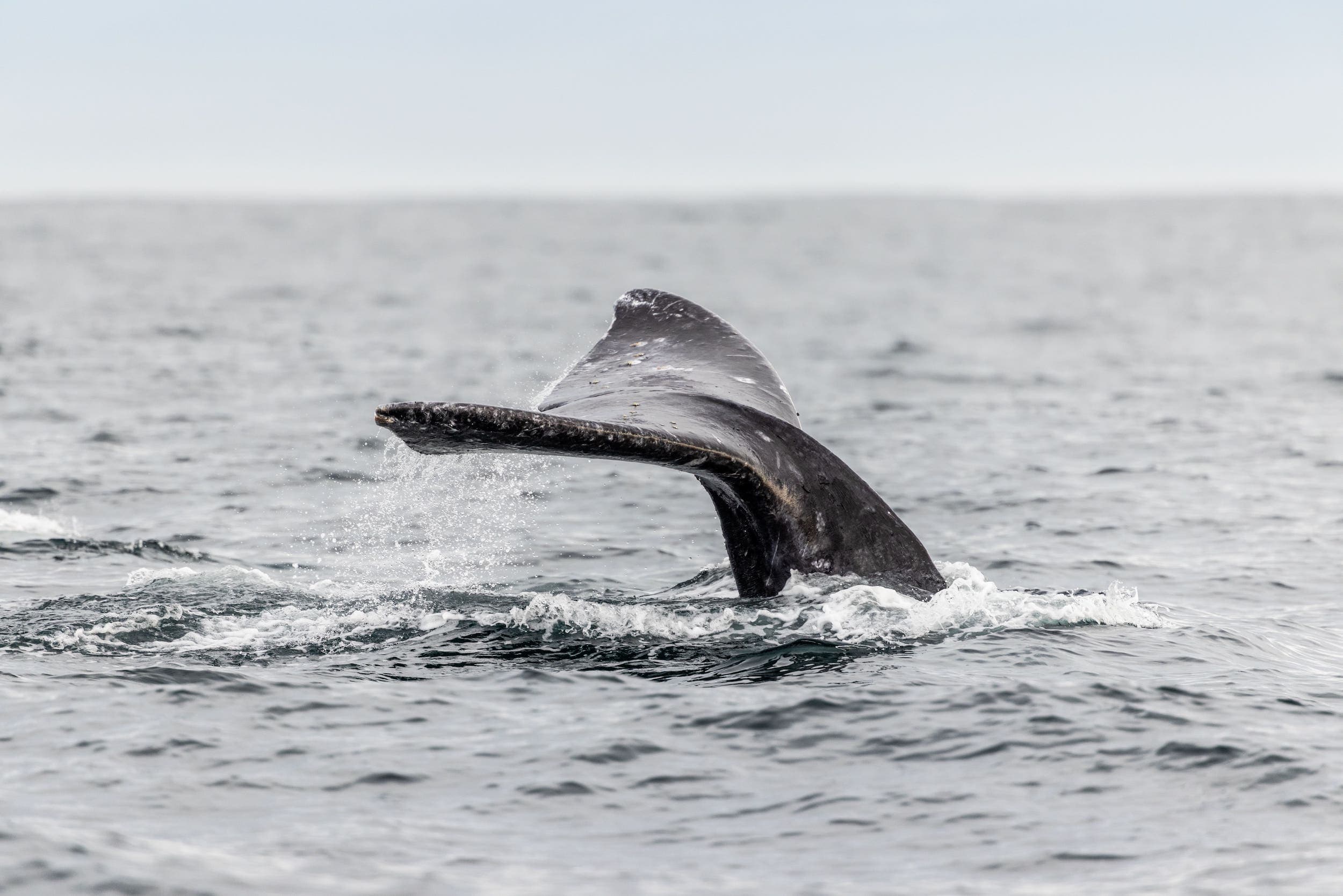 A whale tail emerging from the ocean on a Whale Watching tour