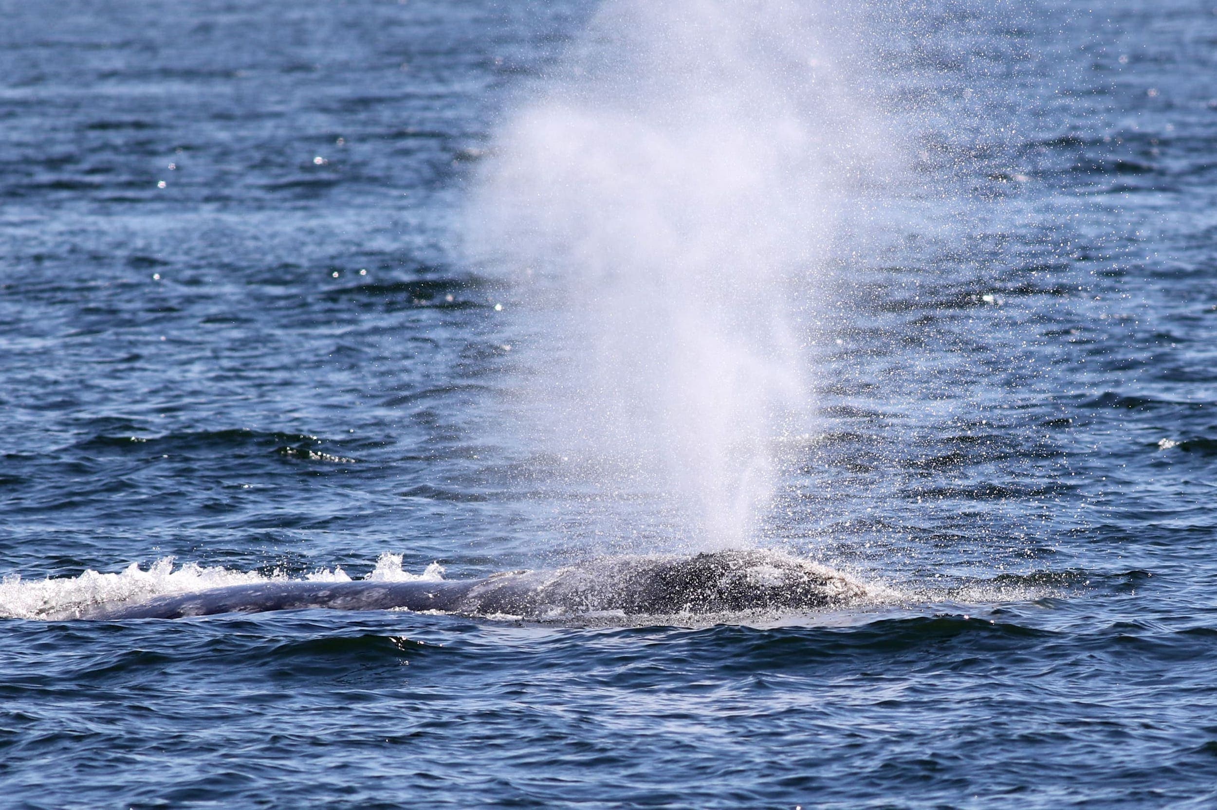 Water being blown from a whale blow hole