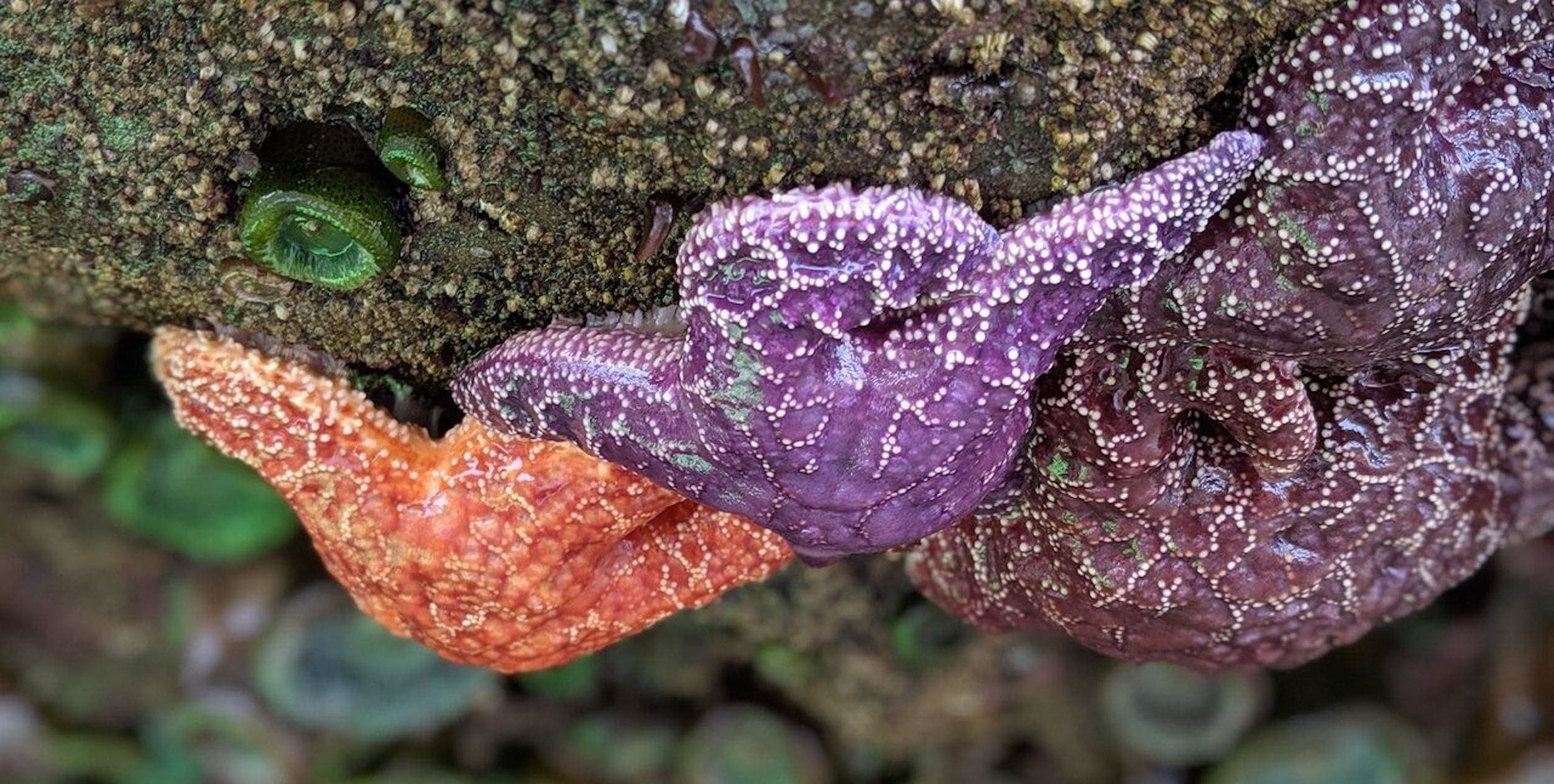 Tidepools Exploration