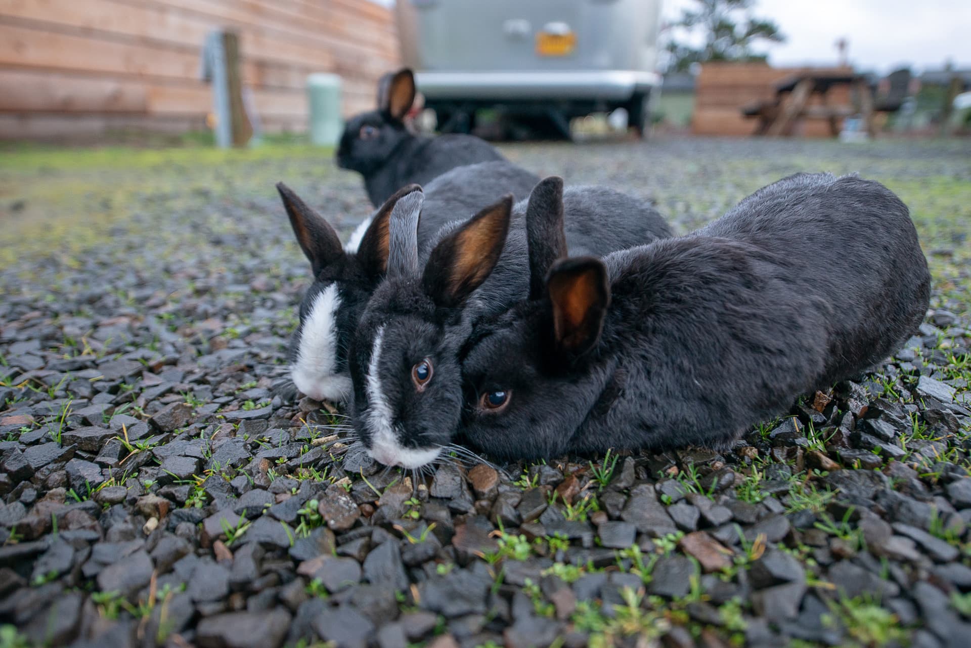 Rabbits Laying On The Ground