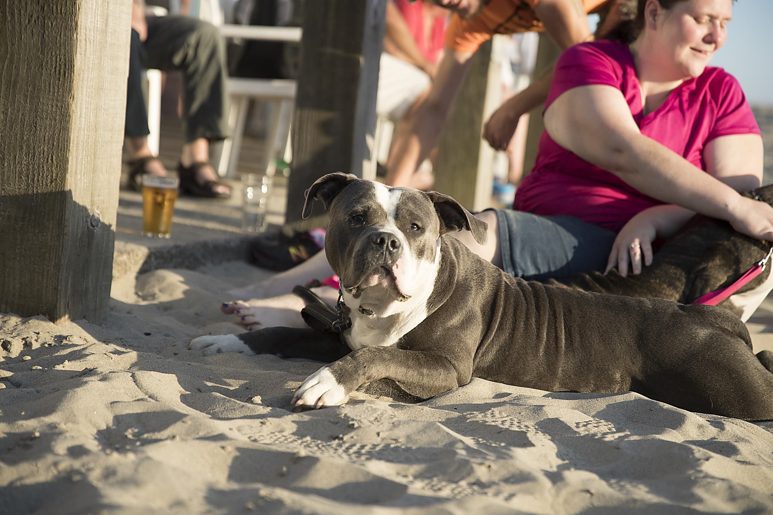 Relaxed bully breed stretched out in the sand at a dog-friendly beachside gathering near Pacific City on the Oregon Coast
