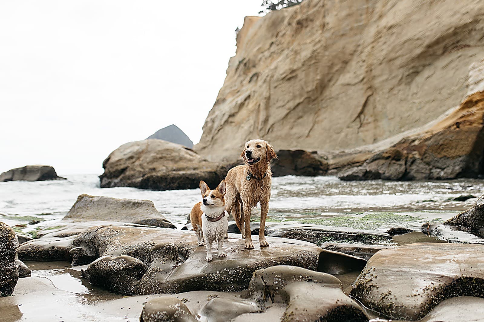 Golden retriever and corgi standing on tide-carved sandstone rocks below the cliffs of Cape Kiwanda near The Inn at Hart's Camp in Pacific City, Oregon