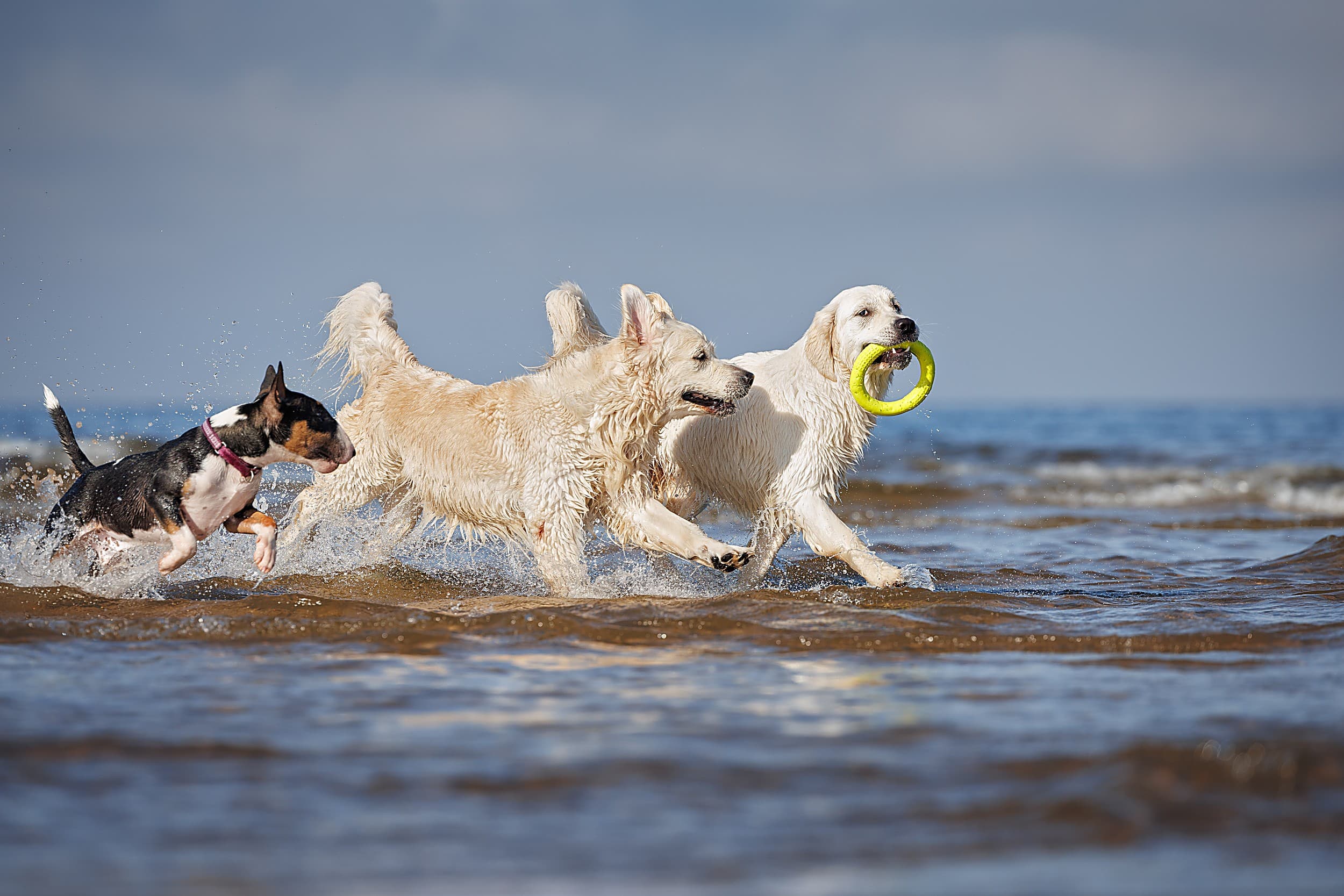 Three dogs splashing through the surf chasing a ring toy, evoking the pet-friendly beach play near The Inn at Hart's Camp on the Oregon Coast