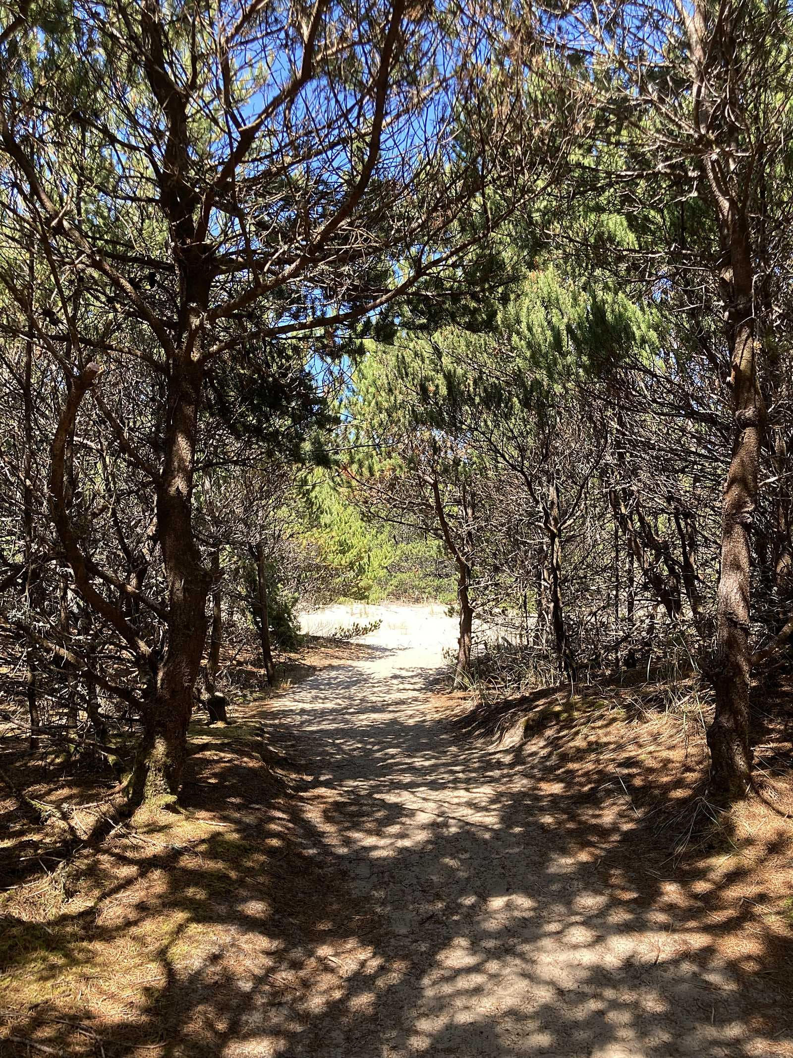 Sandy trail winding through coastal shore pines toward the dunes near The Inn at Hart's Camp in Pacific City on the Oregon Coast