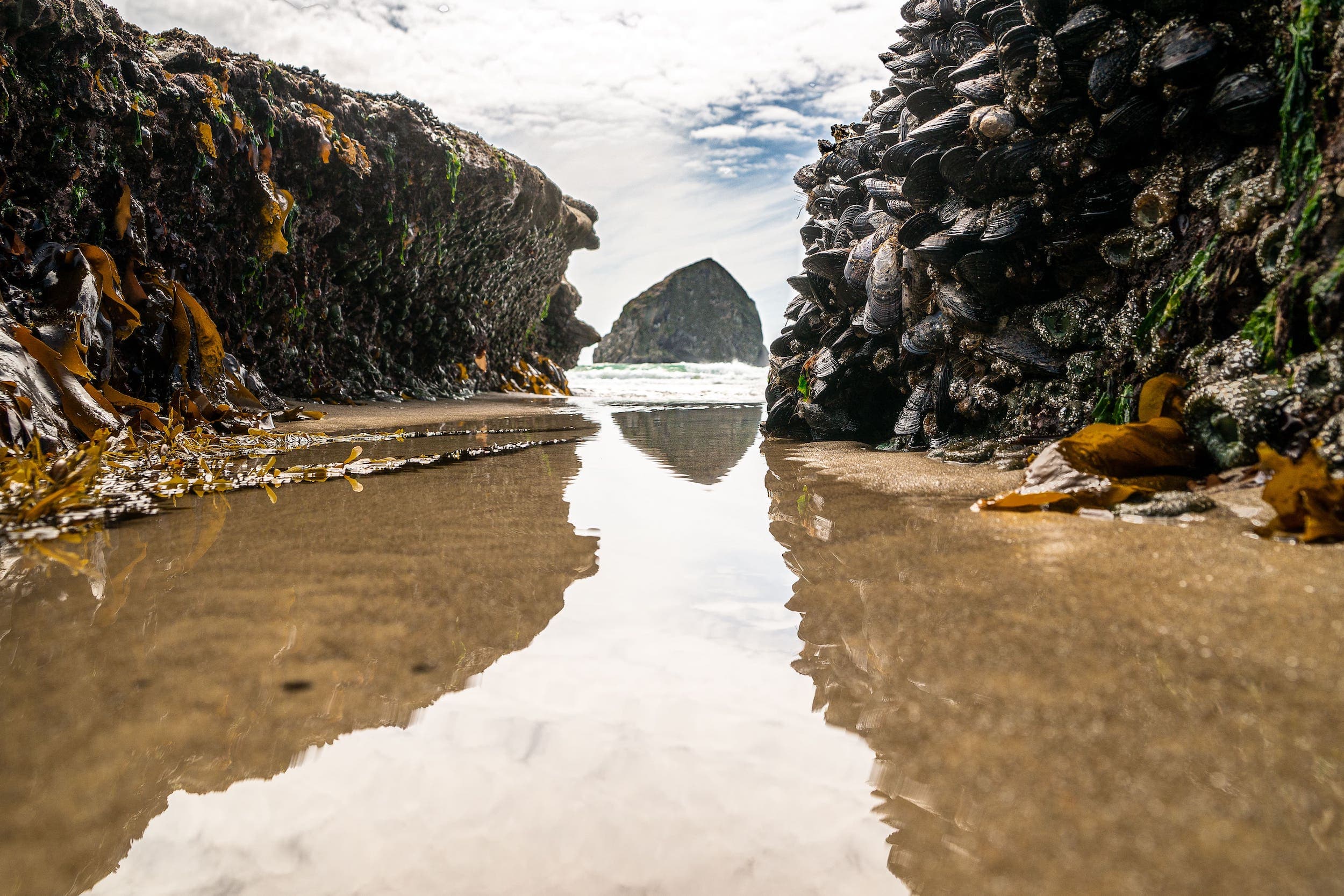 Cape Kiwanda Tide Pools Near Hart's Camp