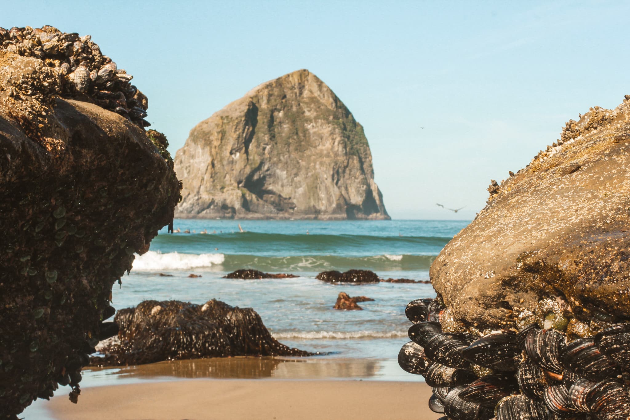 A view of the giant rock at Cape Kiwanda through some other rocks with clams attached