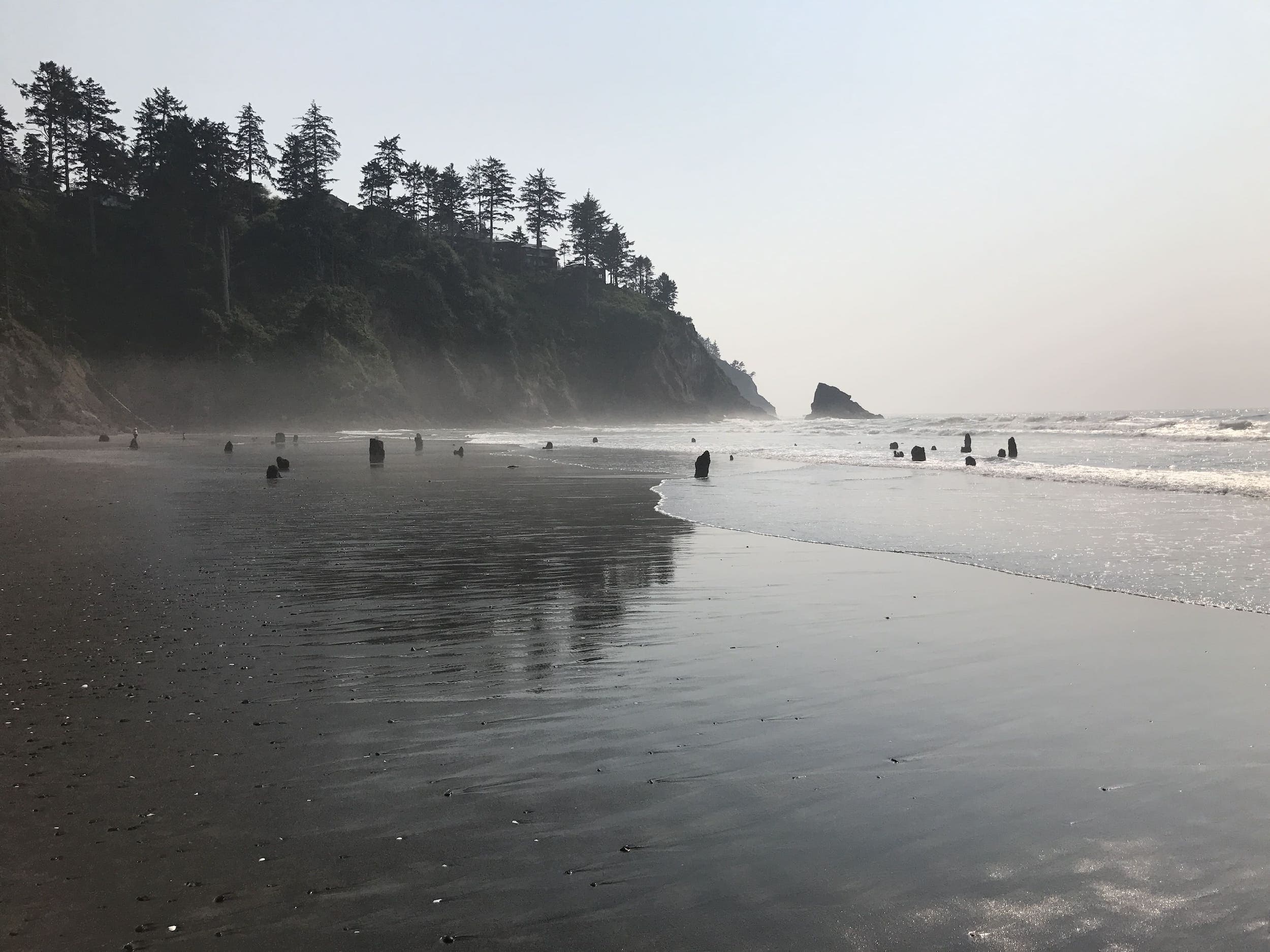 Neskowin Ghost Forest on a foggy day