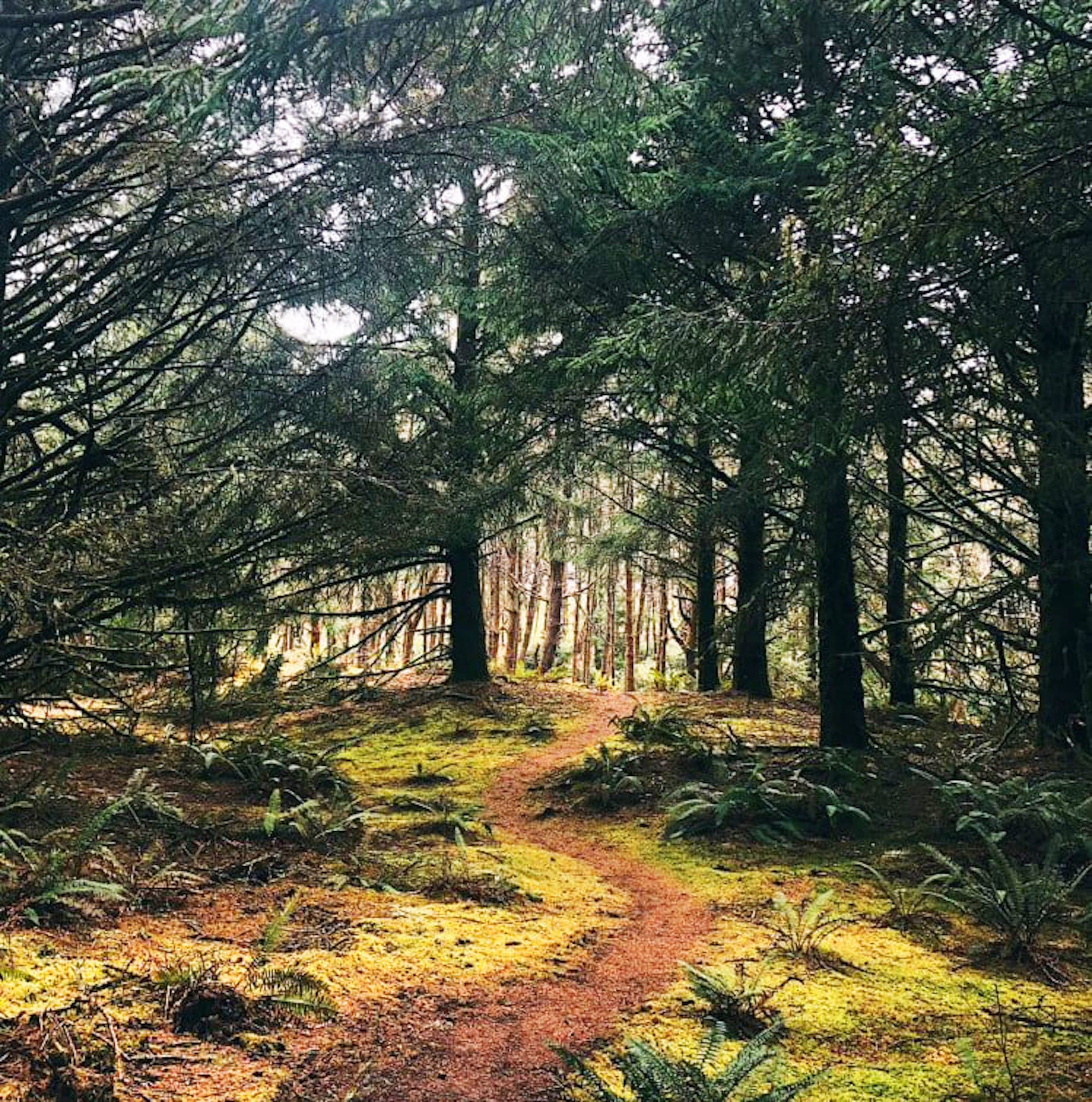 The trail of the Pacific City Pathway Near Hart's Camp