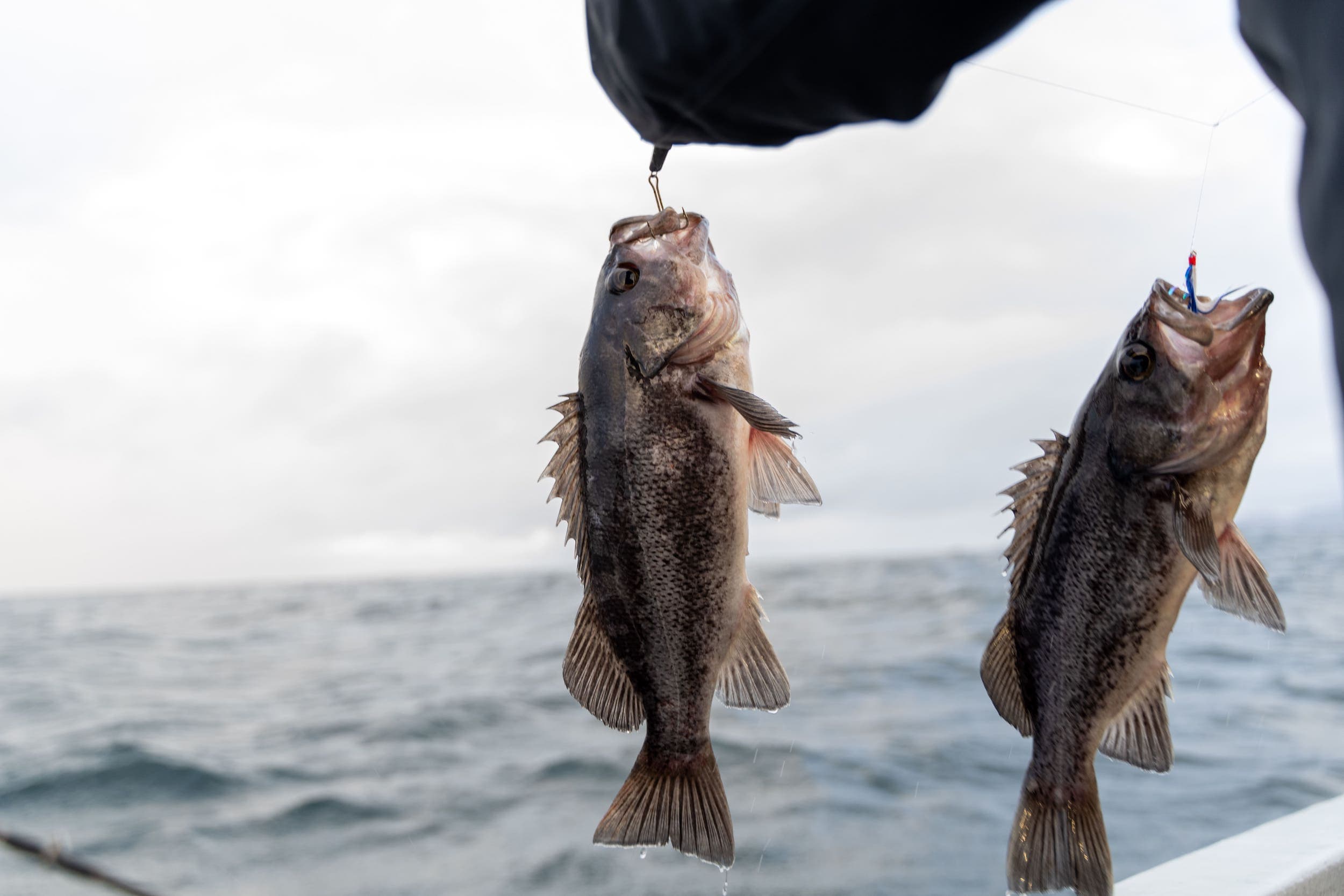 Two fish on hooks caught by a fisherman on the ocean near Harts Camp